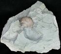 Fossil Gastropod (Cyclonema) Ordovician - Ohio #11470-1